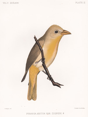 Cooper's Tanager